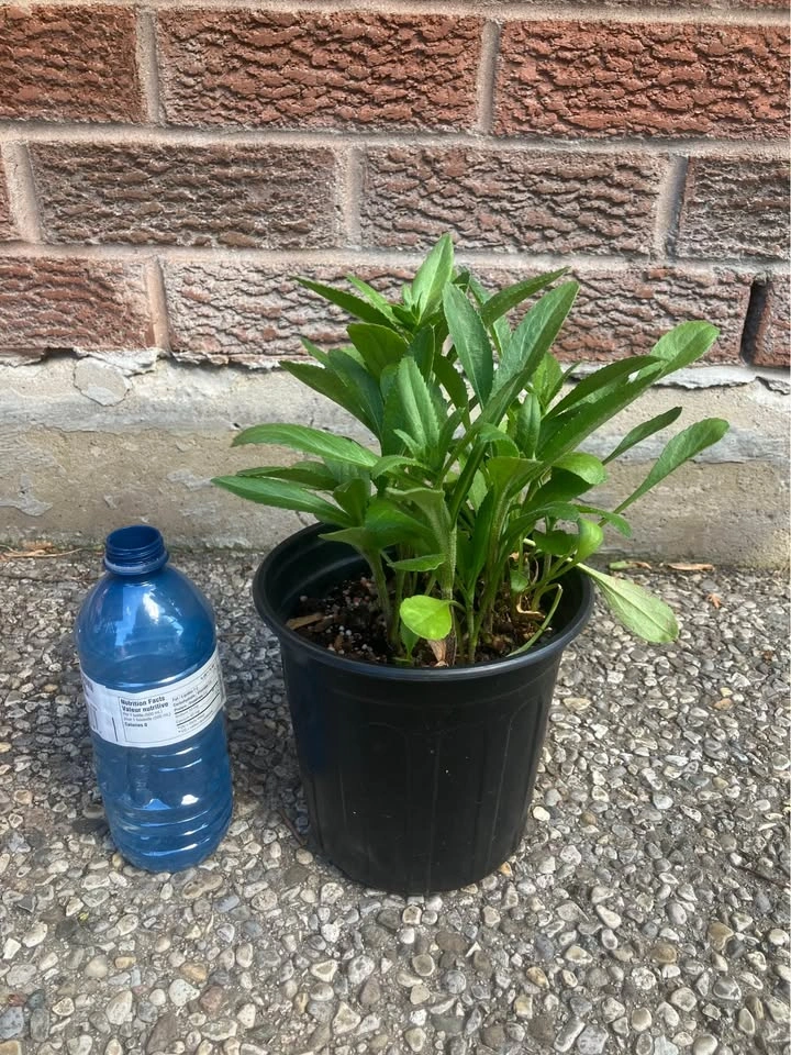 Healthy Shasta Daisy Plants - Mississauga - photo 2