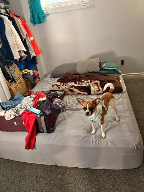Queen Size Bed Set- Mattress, Box Spring & Frame