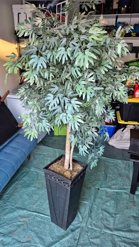 Fake Tree Ficus