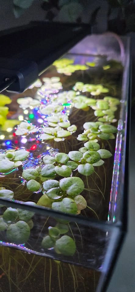Freshwater Aquarium Plants - photo 2