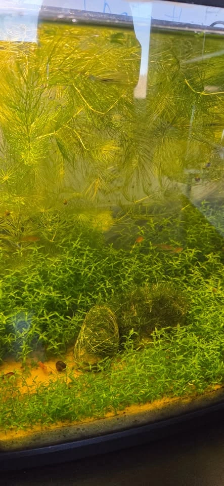 Freshwater Aquarium Plants - photo 5