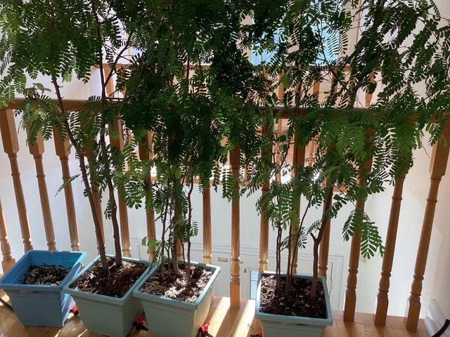 Sweet Tamarind Tree for sale $80 /one pot