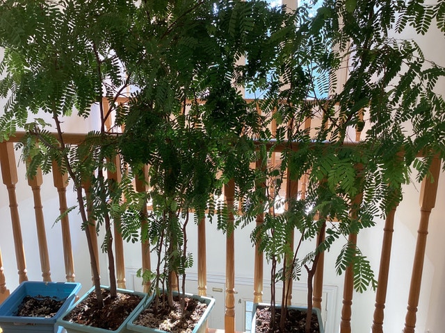 Sweet Tamarind Tree for sale $80 /one pot - photo 2