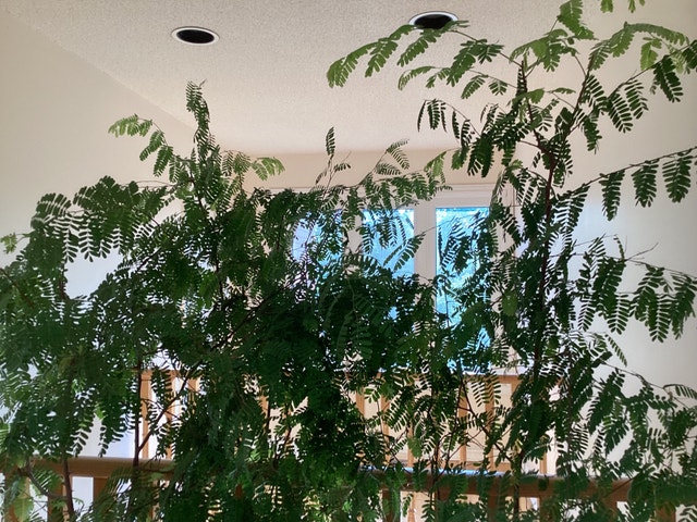 Sweet Tamarind Tree for sale $80 /one pot - photo 3
