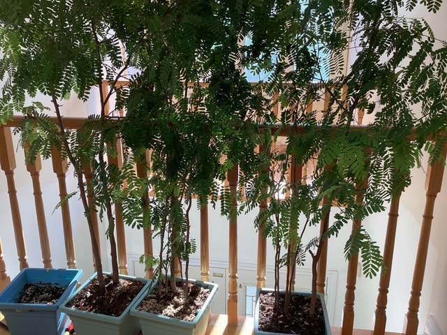 Sweet Tamarind Tree for sale $80 /one pot - photo 4