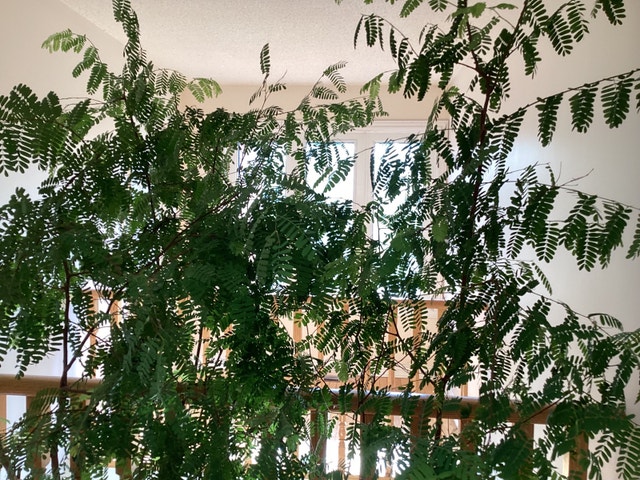 Sweet Tamarind Tree for sale $80 /one pot - photo 5
