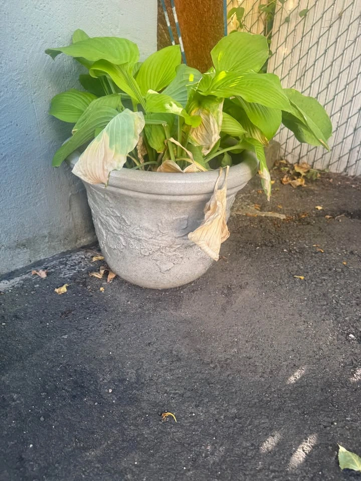 cement / concrete potters - photo 2