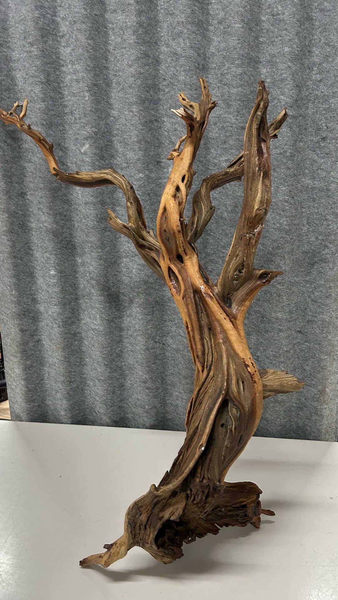 Driftwood Branch