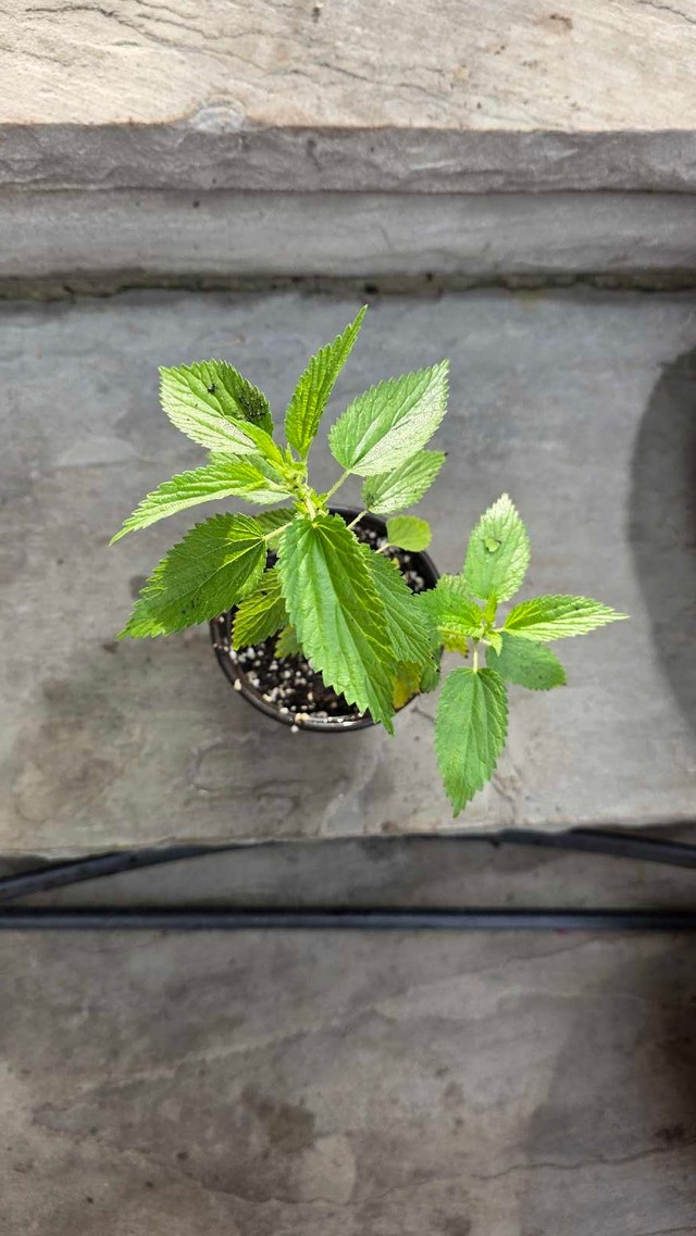 Stinging Nettle Plant