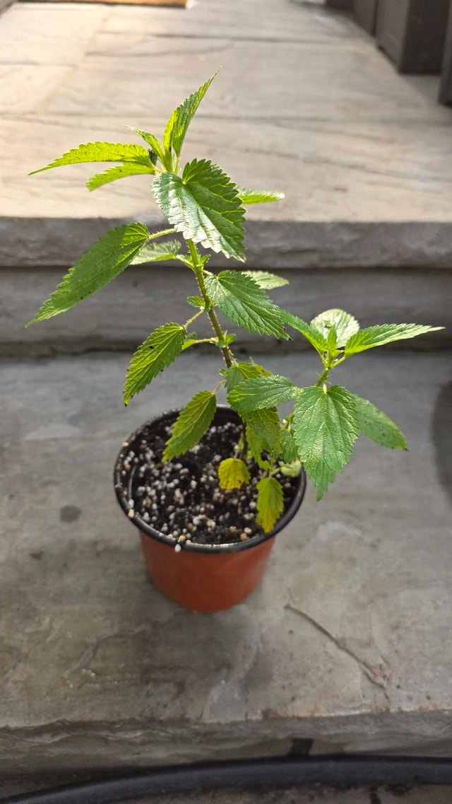 Stinging Nettle Plant - photo 2
