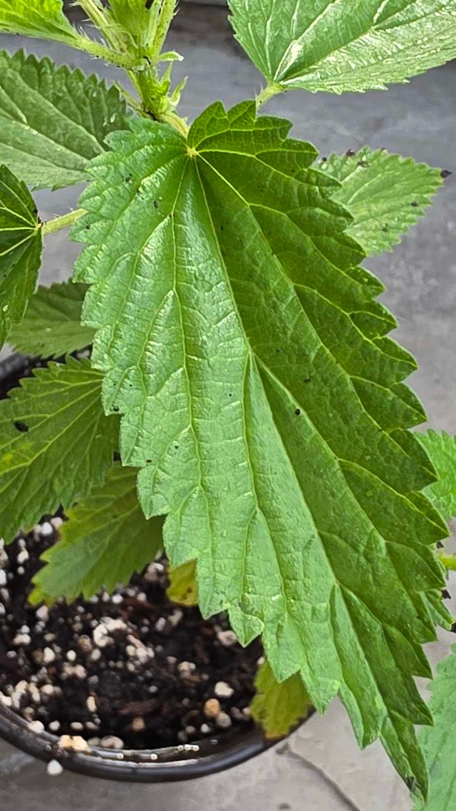 Stinging Nettle Plant - photo 3