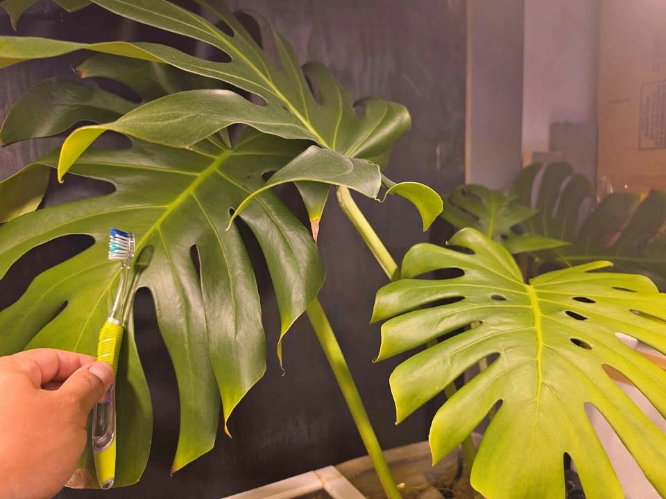 Monstera Deliciosa Mature Propagation