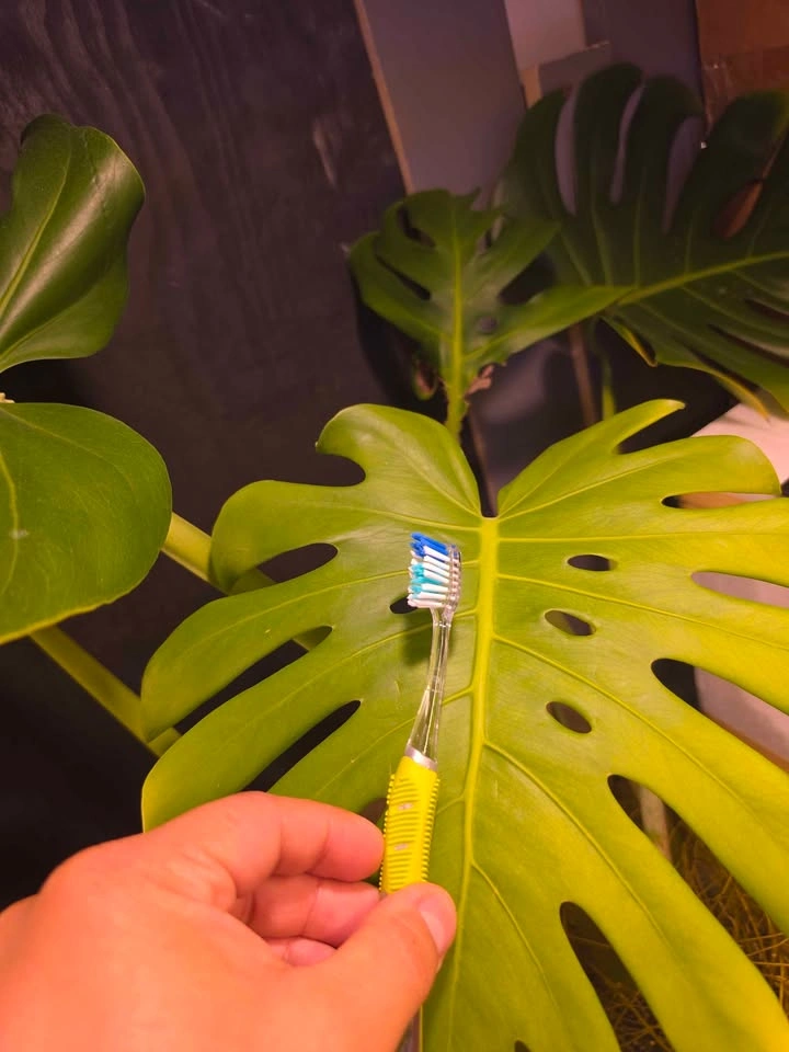 Monstera Deliciosa Mature Propagation - photo 2