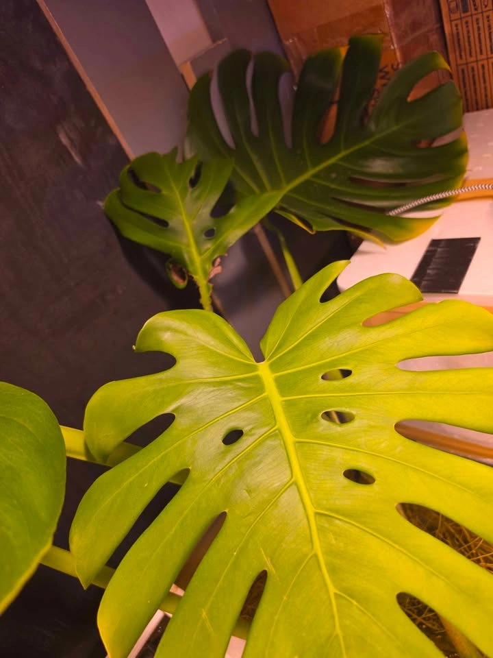 Monstera Deliciosa Mature Propagation - photo 3