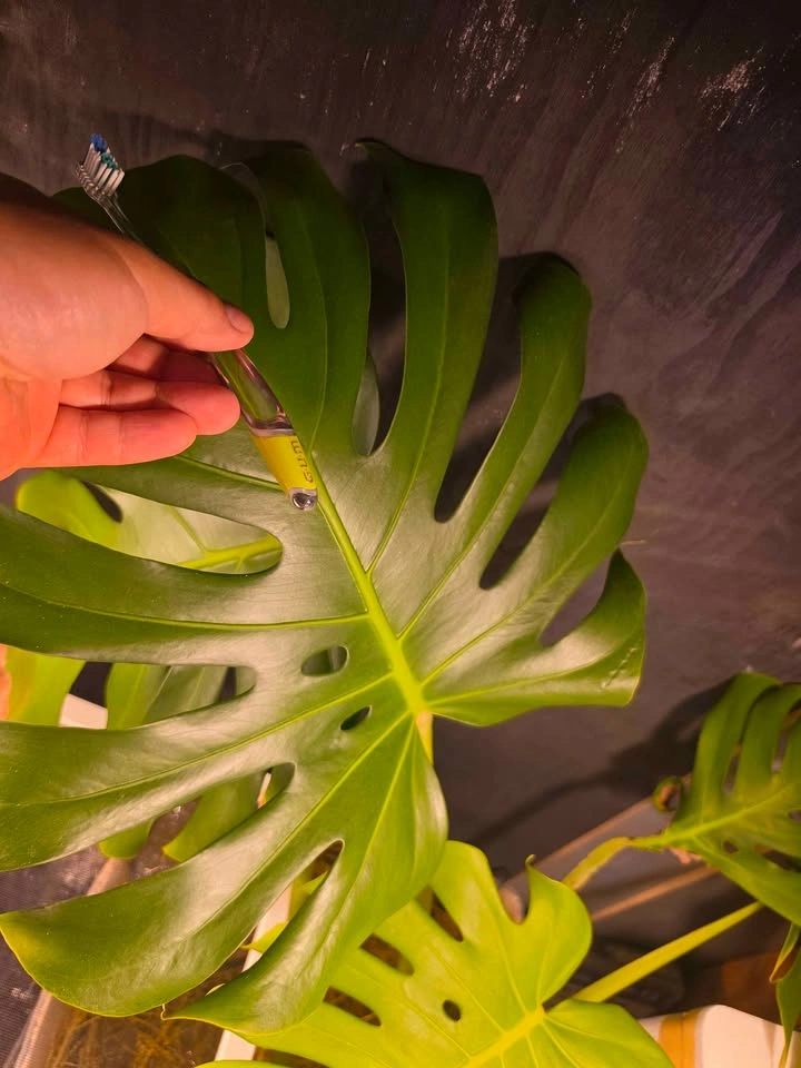 Monstera Deliciosa Mature Propagation - photo 4