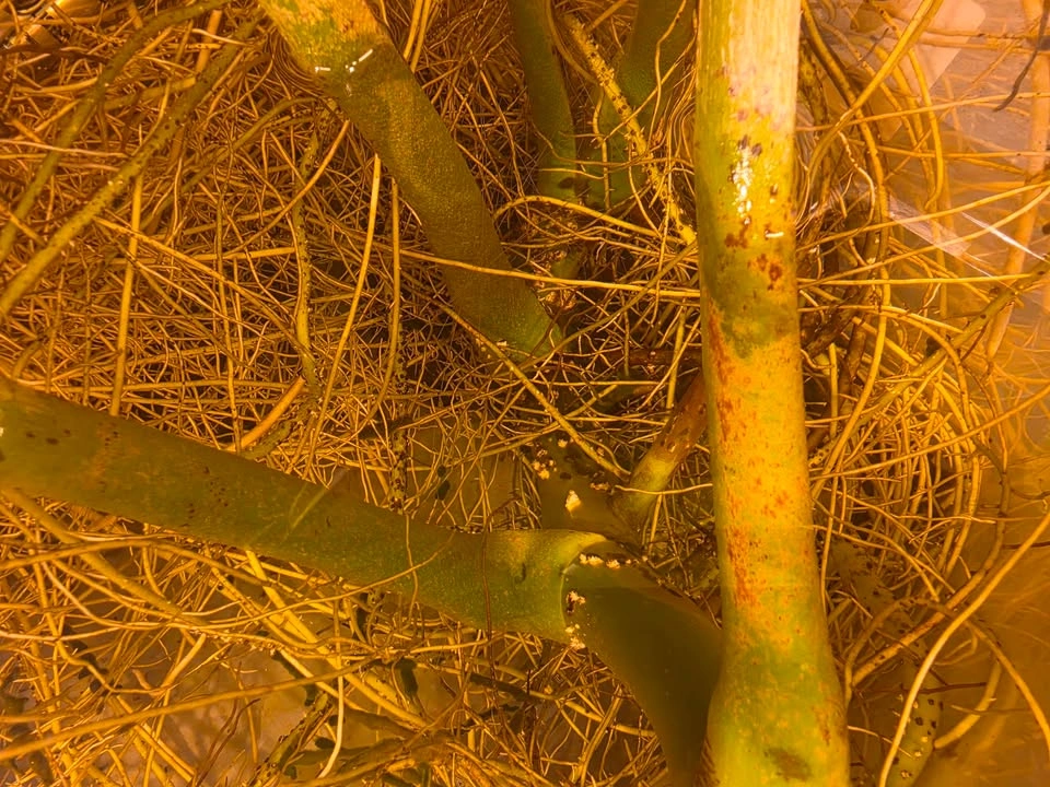 Monstera Deliciosa Mature Propagation - photo 5