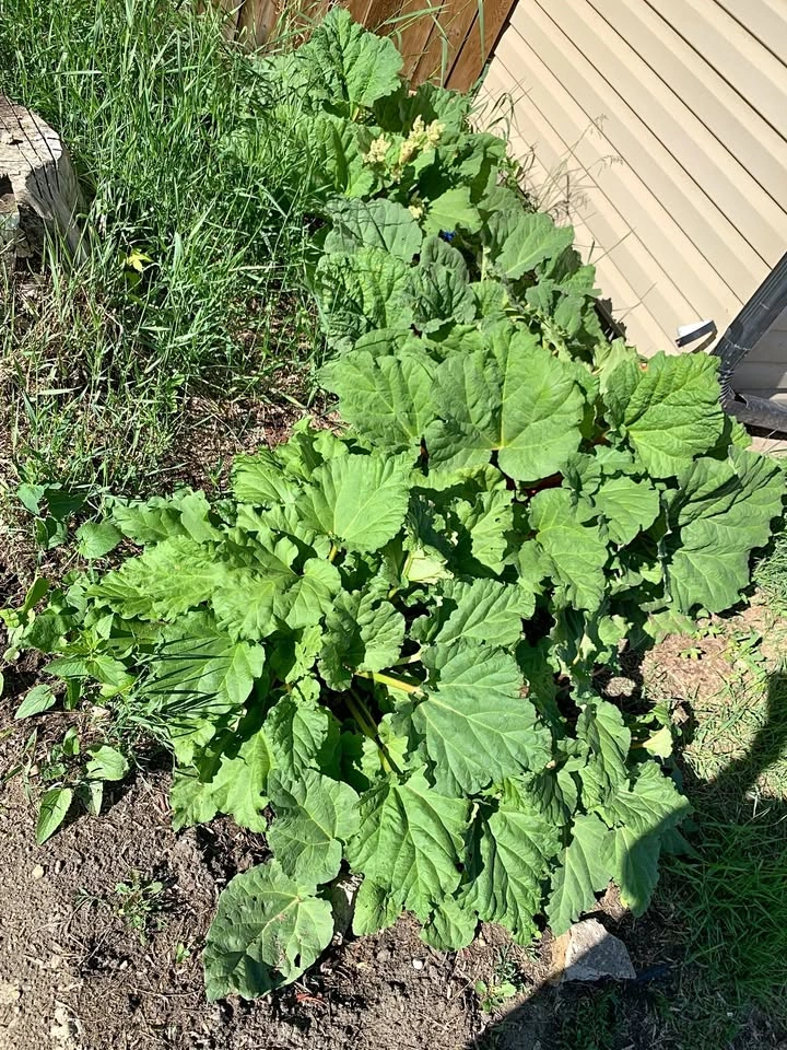 Rhubarb Plant for transplanting