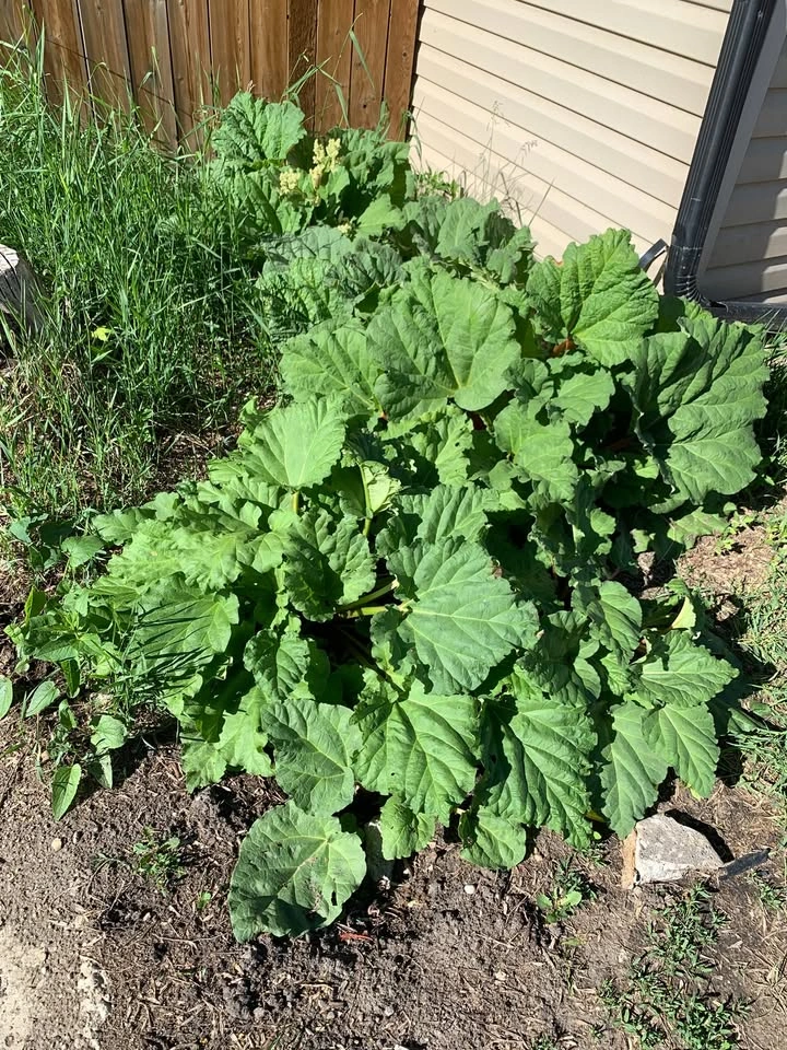 Rhubarb Plant for transplanting - photo 2