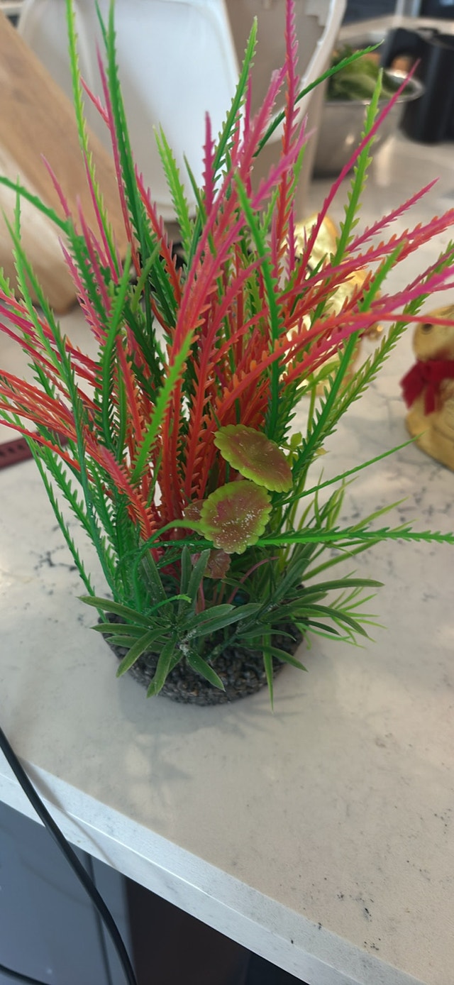 Aquarium Plant