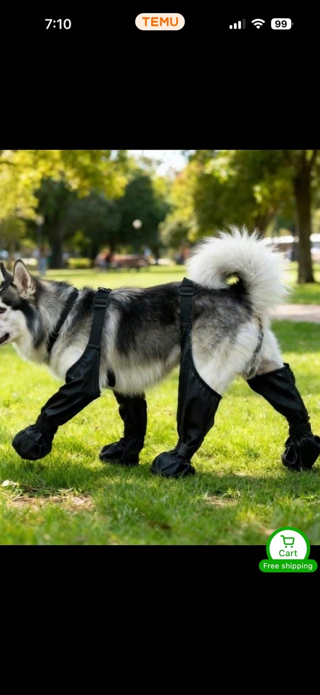 Dog Leggings