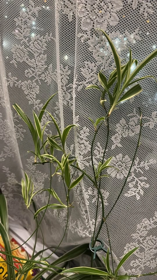 Spider Plant Babies (Rooted & Fresh Cut Available) - $1 each