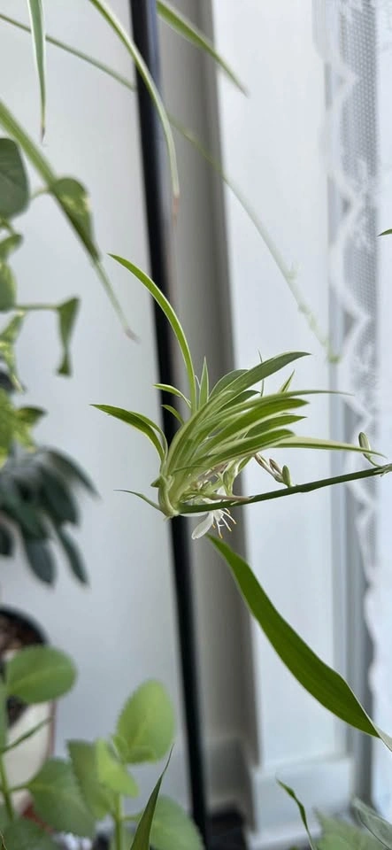 Spider Plant Babies (Rooted & Fresh Cut Available) - $1 each - photo 2