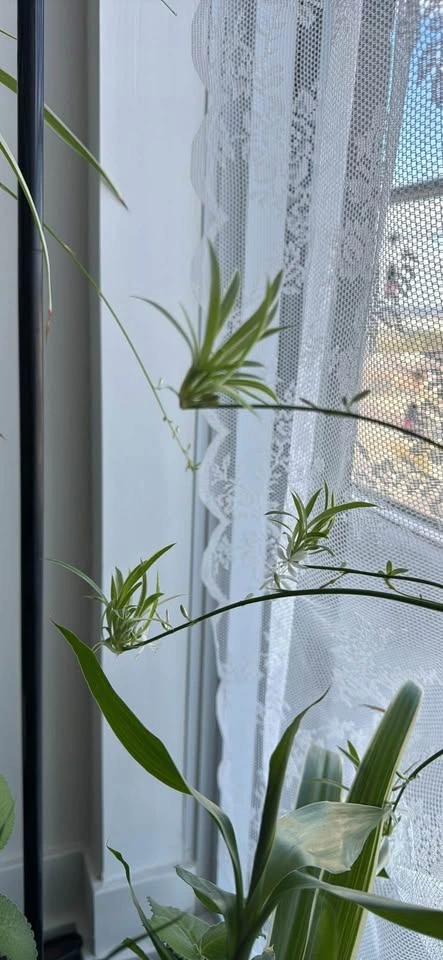 Spider Plant Babies (Rooted & Fresh Cut Available) - $1 each - photo 3