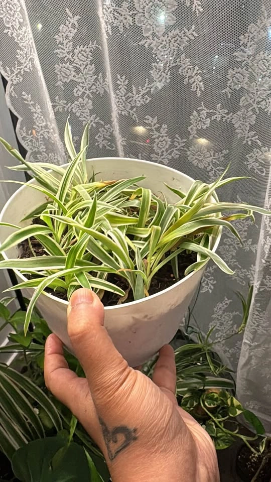 Spider Plant Babies (Rooted & Fresh Cut Available) - $1 each - photo 4