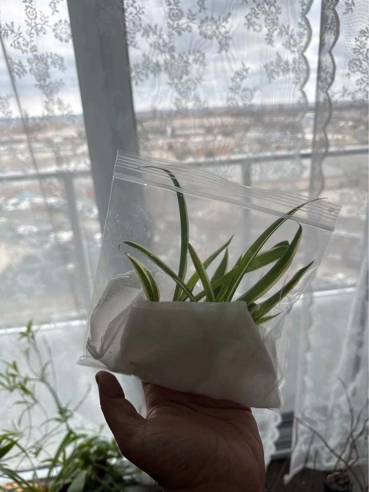 Spider Plant Babies (Rooted & Fresh Cut Available) - $1 each - photo 5