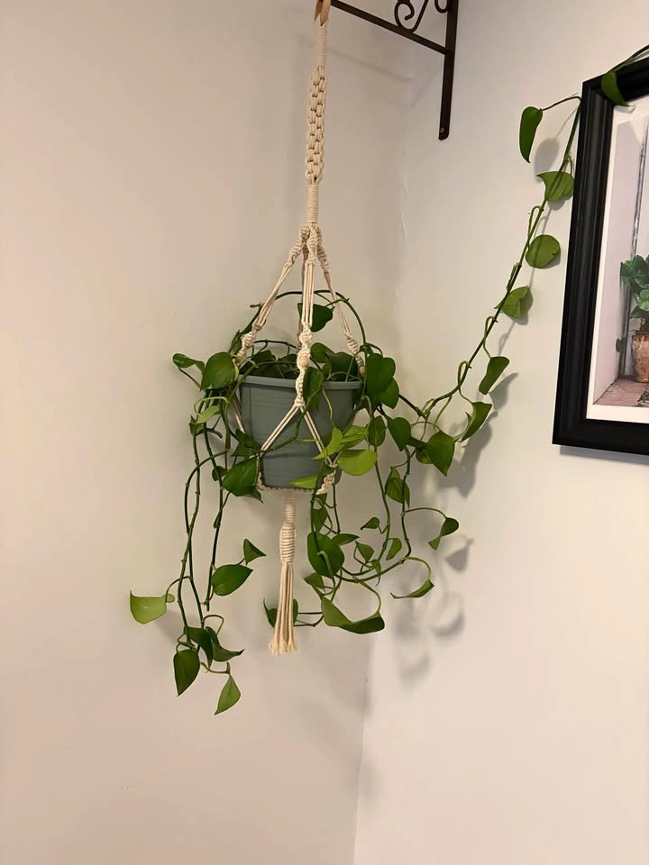 Pothos plant with green pot