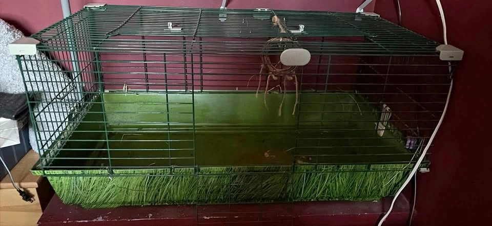 Pet cage