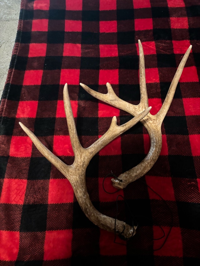 Synthetic Antlers $15