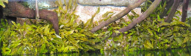 50% OFF Cryptocoryne Wendtii "Brown" - photo 3