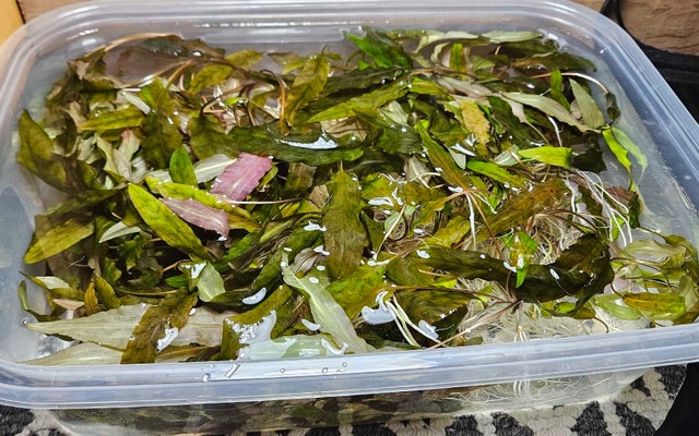50% OFF Cryptocoryne Wendtii "Brown" - photo 4