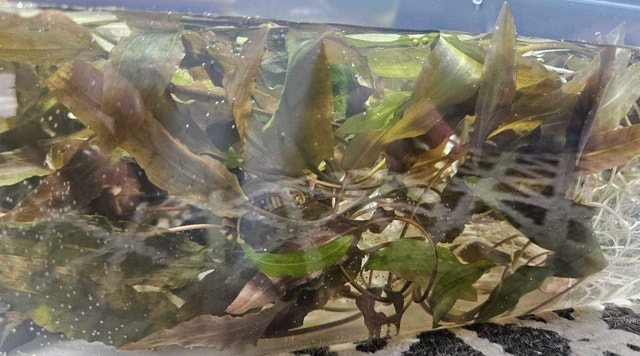 50% OFF Cryptocoryne Wendtii "Brown" - photo 5