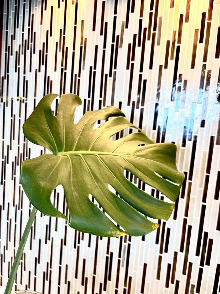 Monstera plant cutting