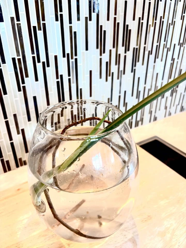 Monstera plant cutting - photo 2