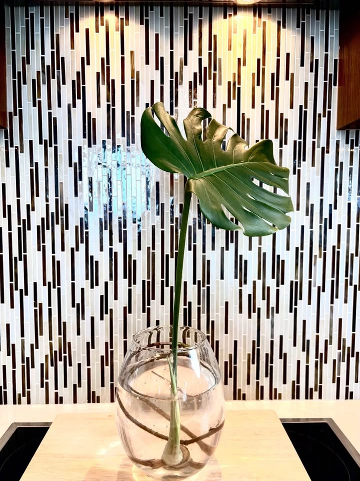 Monstera plant cutting - photo 3