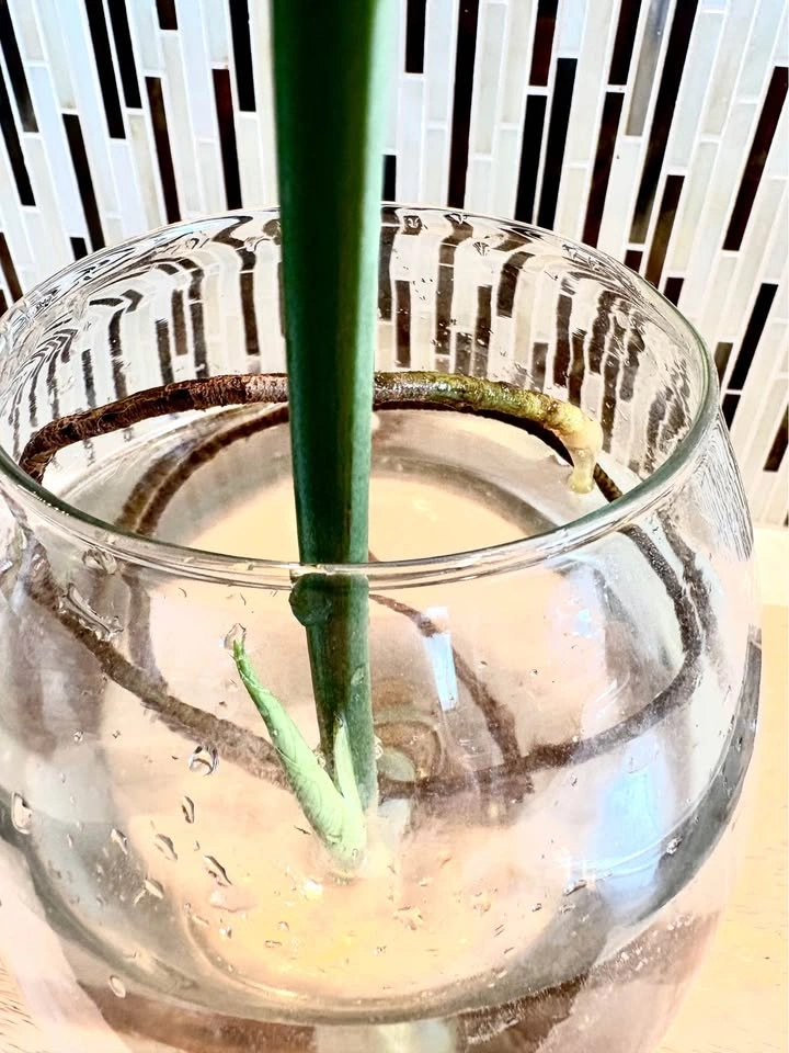 Monstera plant cutting - photo 4