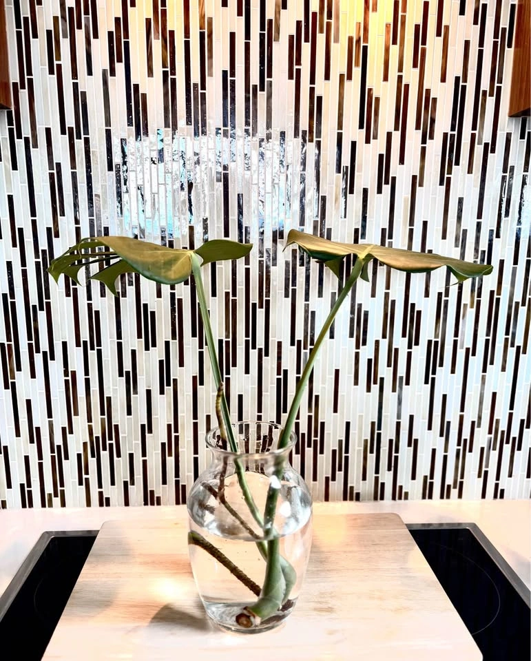 Monstera plant cutting - photo 5