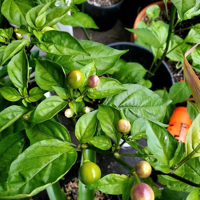 Large Wiri wiri pepper plants
