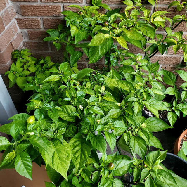 Large Wiri wiri pepper plants - photo 2
