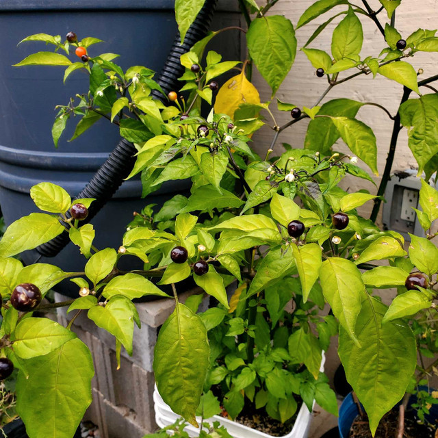 Large Wiri wiri pepper plants - photo 3