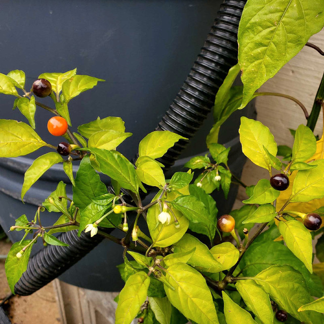 Large Wiri wiri pepper plants - photo 4