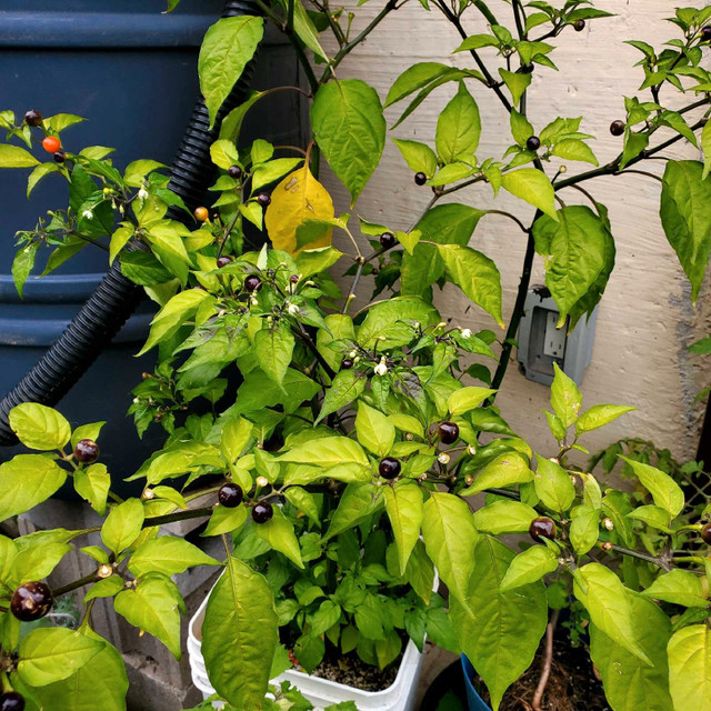 Large Wiri wiri pepper plants - photo 5