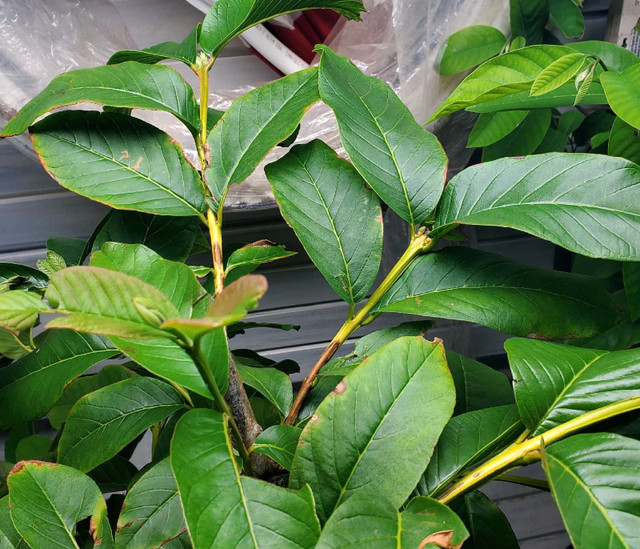 Guava plant