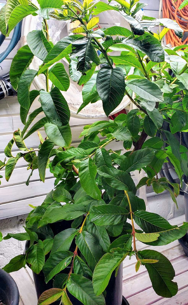 Guava plant - photo 2