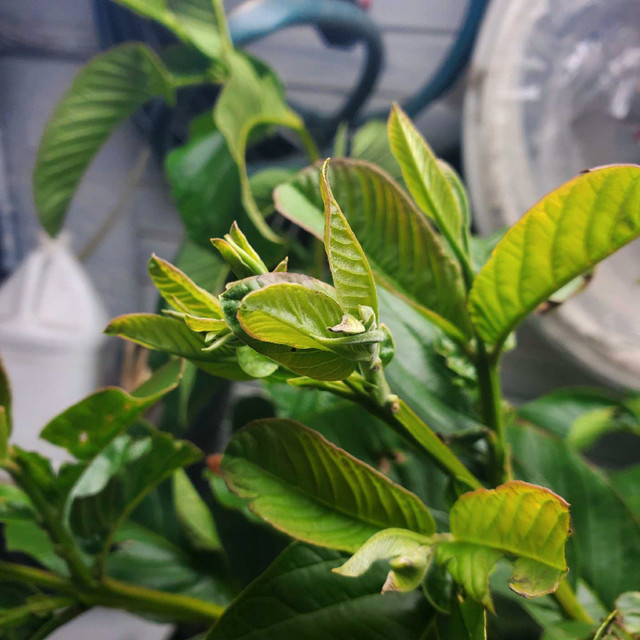 Guava plant - photo 3
