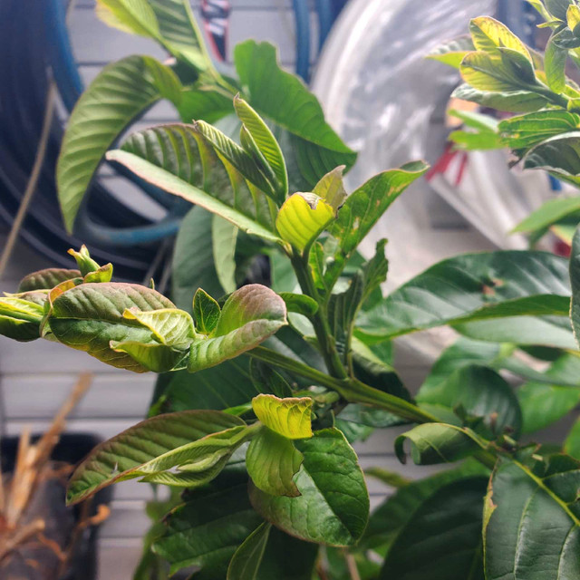 Guava plant - photo 4