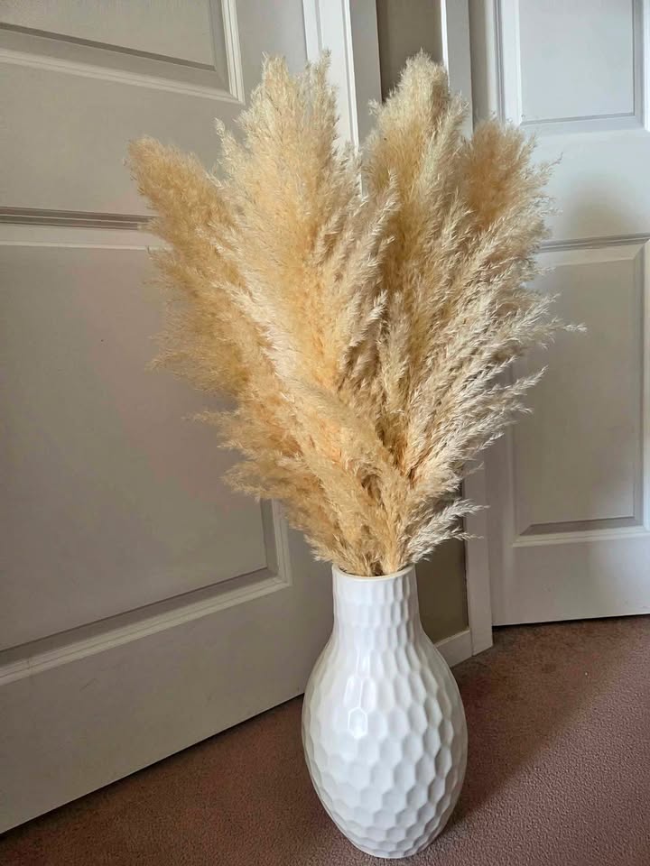 Pampas grass